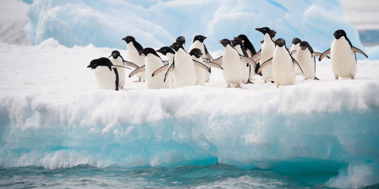 Az Antarktisz felfedezése - csoportos hajóút - OTP Travel Utazási Iroda szervezésében