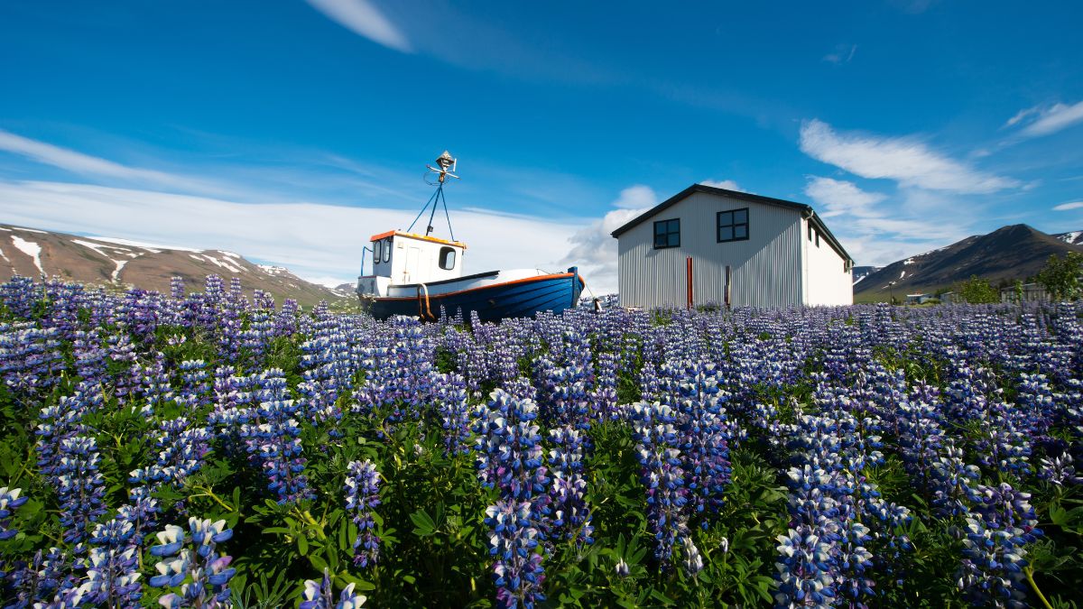 Isafjordur, Izland ékköve - OTP Travel utazási Iroda