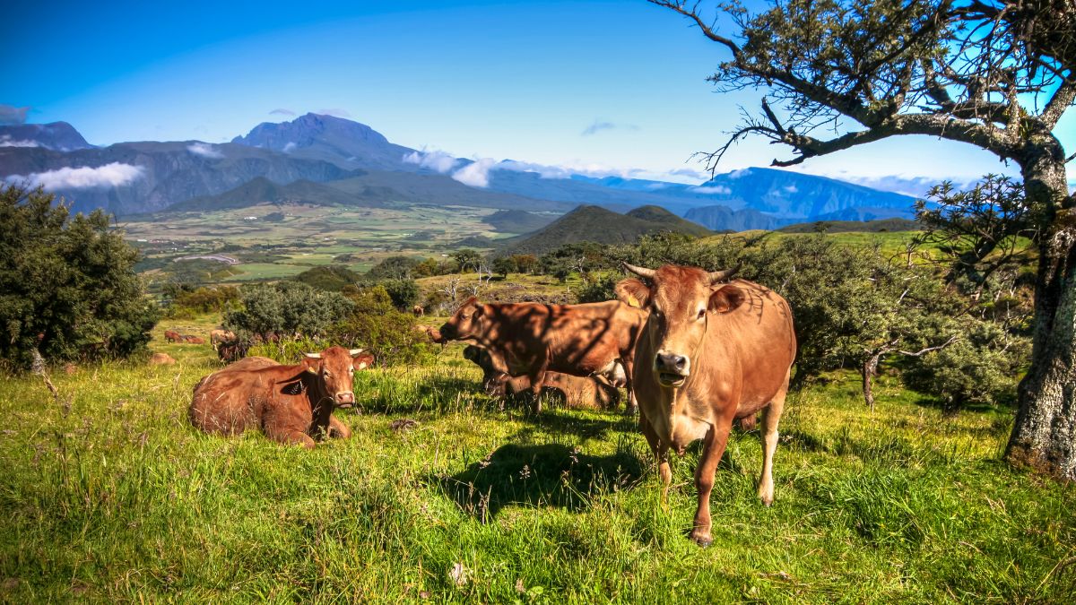 Réunion