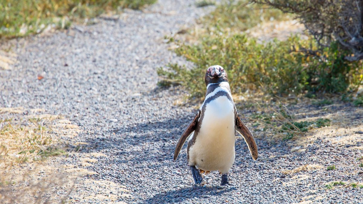 Puerto Madryn - ahol a természet találkozik a kalanddal