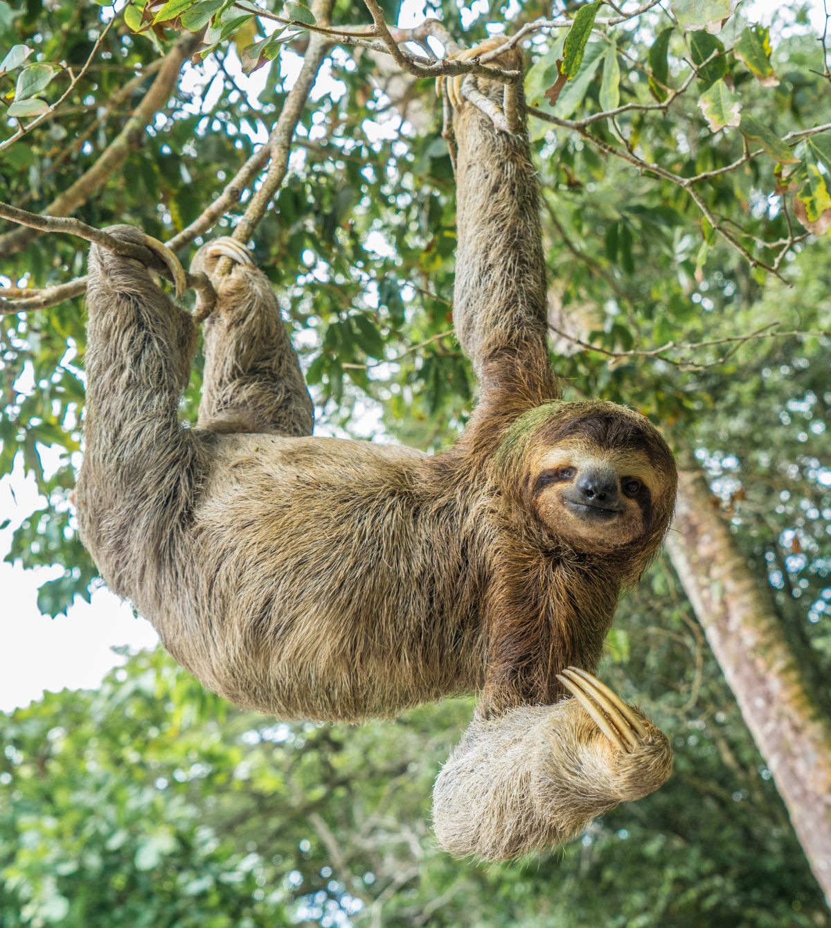 Panama, Costa Rica és a Karib-térség - MSC hajóút