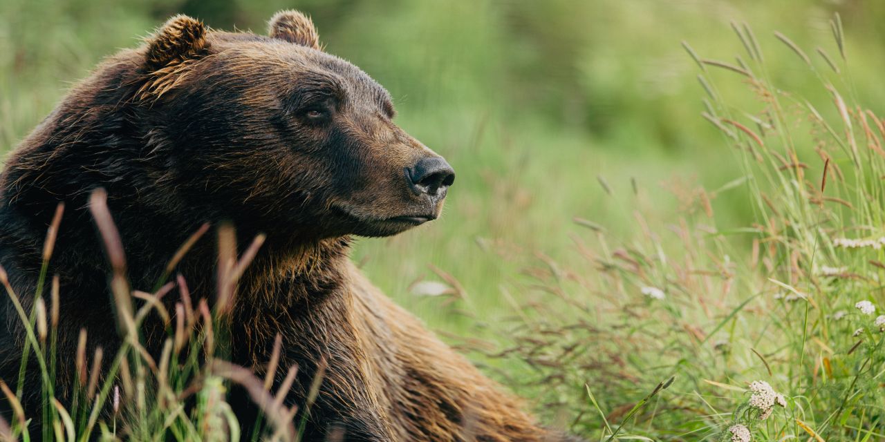 Alaszka – Gleccserek földjén - Grand Princess